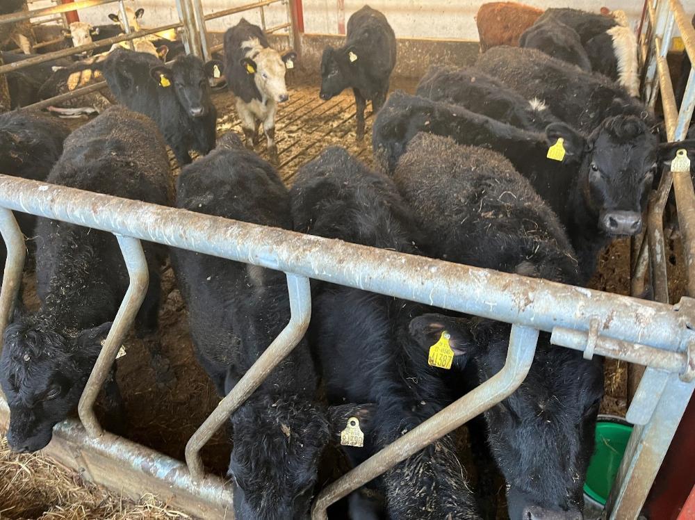 Pen of heifers on the farm