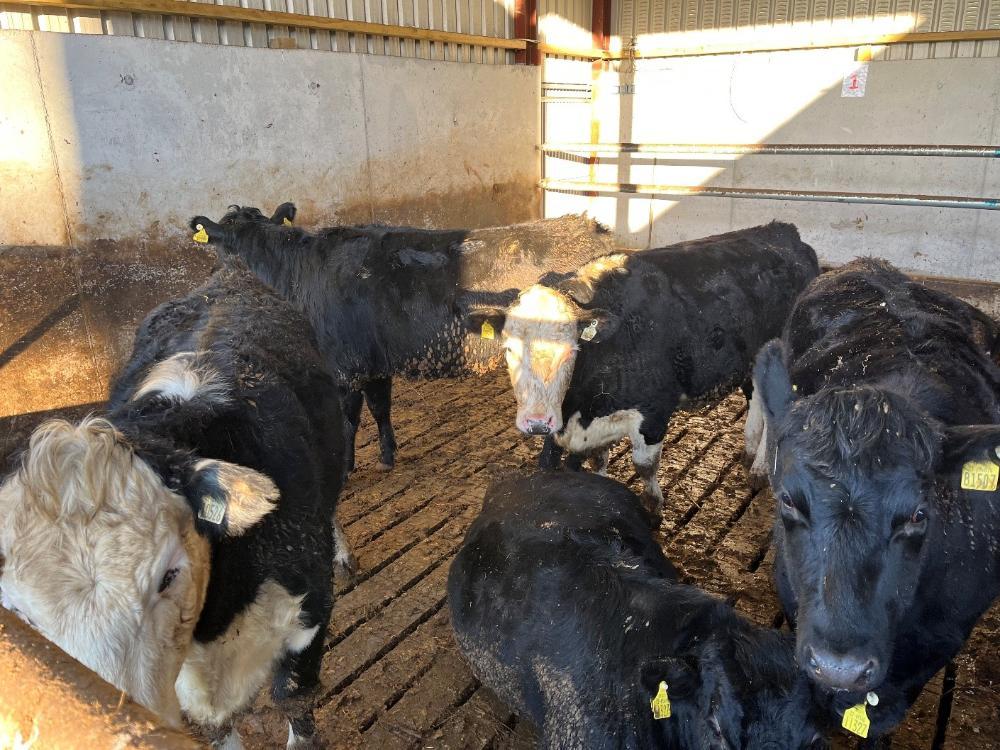 Pen of finishing heifers