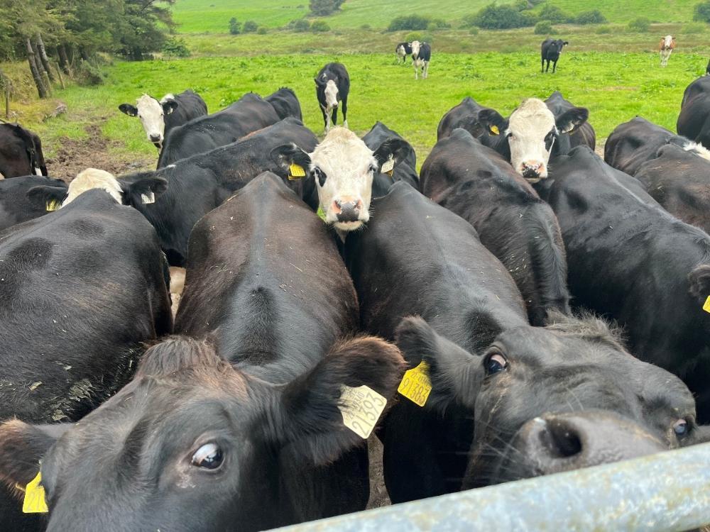 2023 heifers at grass