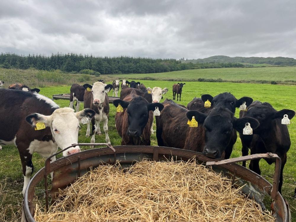 The heavier dairy beef calves