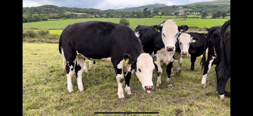 Heifer coughing with a lungworm burden