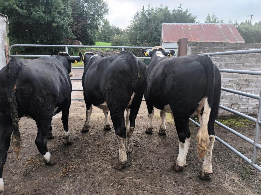 Finished heifers