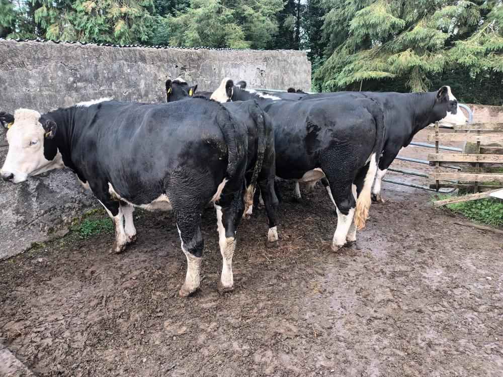 Finished heifers & bullock