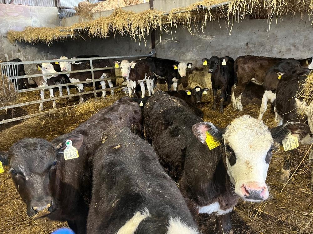 Dairy beef calves after weaning