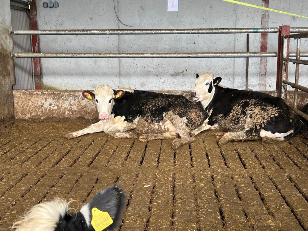Finishing heifers