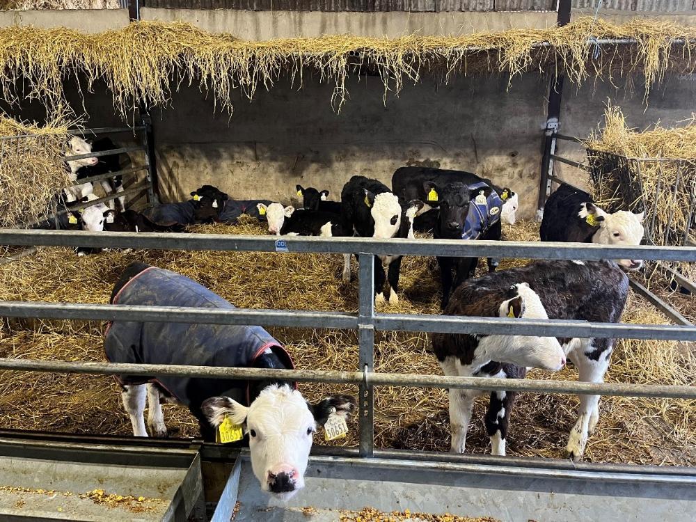 Dairy beef calves