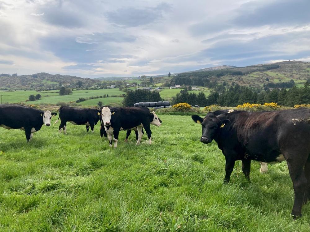 Store heifers that will be finished at grass before the end of July