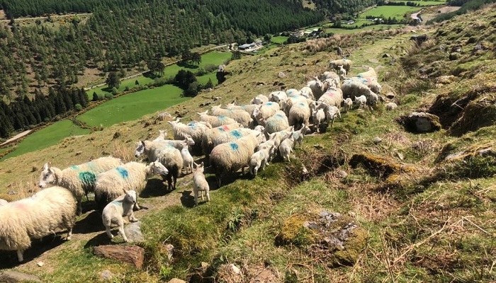 Split system developed in the Wicklow hills