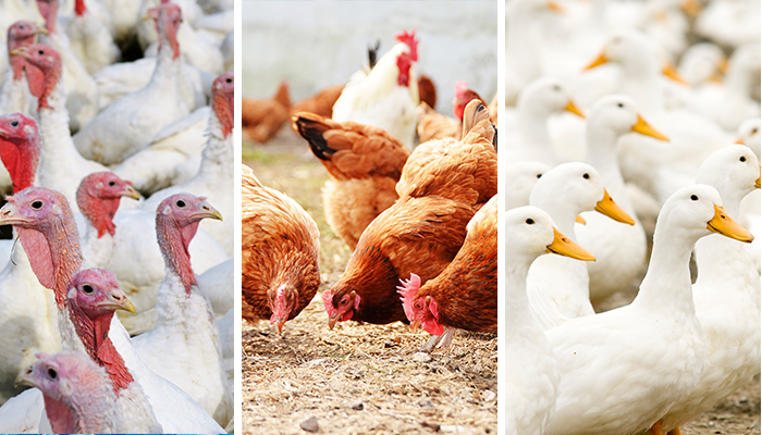 Poultry housing order to come into effect