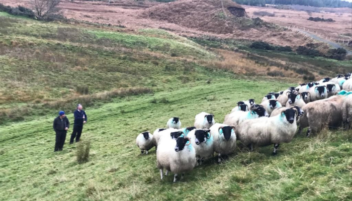 Paul Boyle and his sheep