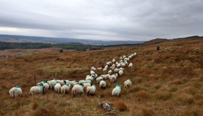 Paul Boyle Teagasc BETTER Farm Sheep Programme Participant