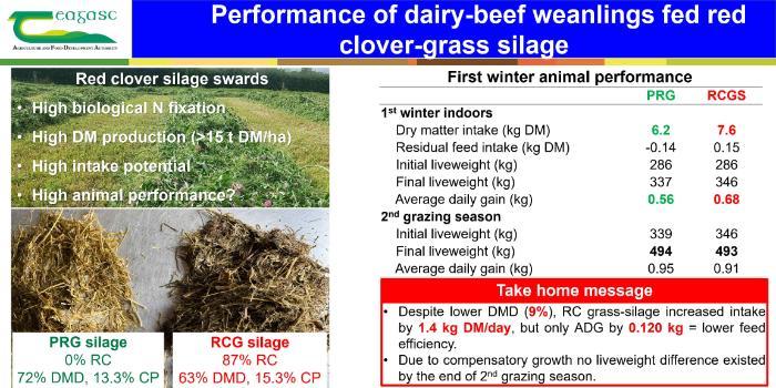 Performance of dairy-beef weanlings fed red clover-grass silage
