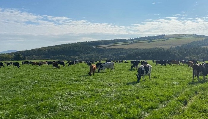 Grass 10 Featured Farmer - Philip Tyndall