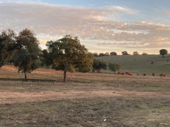 Montado landscape