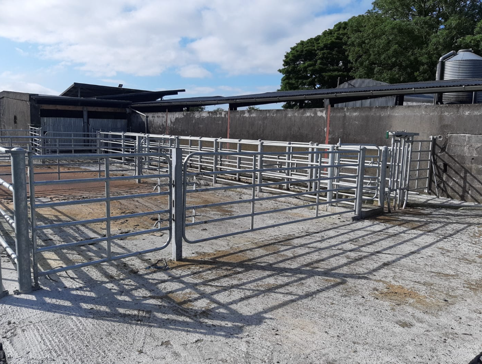 Work Safely with Cattle