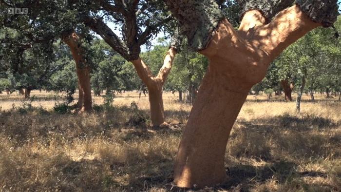 Harvested cork oak trees