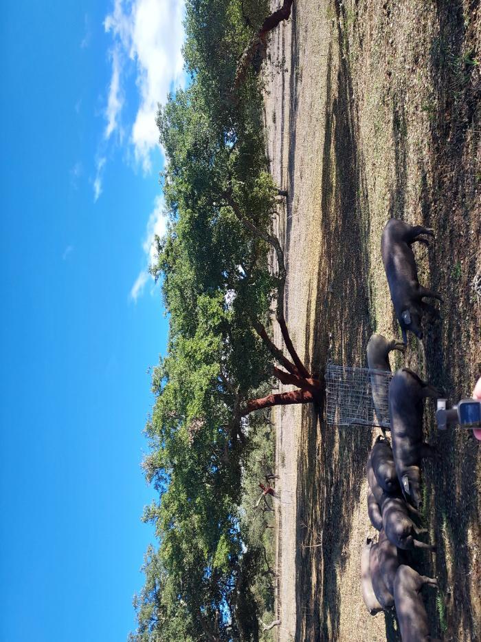 Iberian pigs grazing under cork oaks