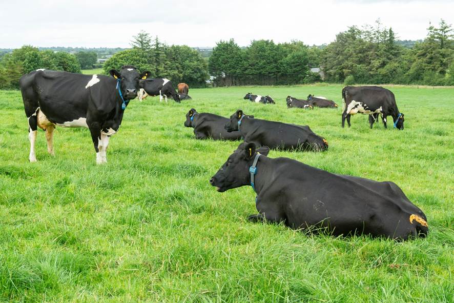 Photo Cows under Monitor Farms 2016-2019