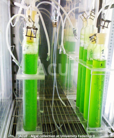 PhotoBioreactor courtesy of the University of Naples