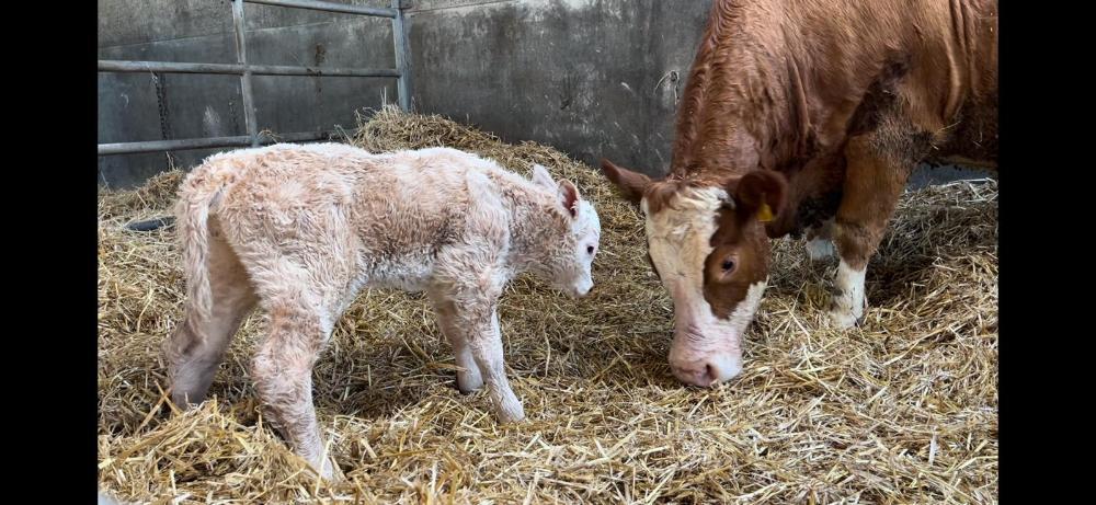 Newborn calf with cow