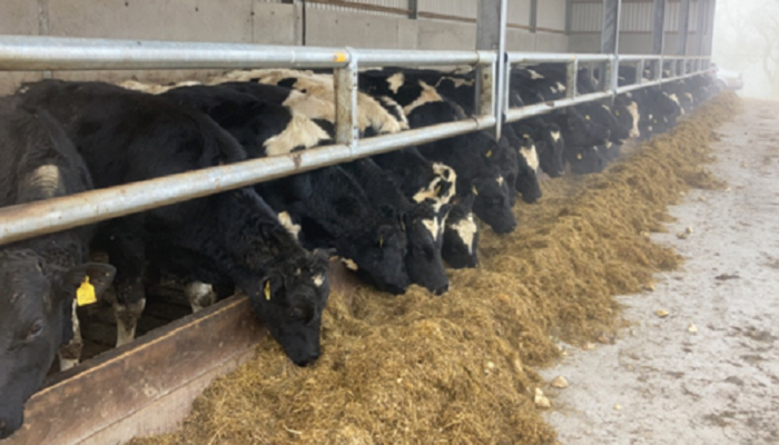 Silage quality improvements - Ten point plan