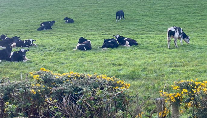 A journey to improve dairy beef profits in Donegal