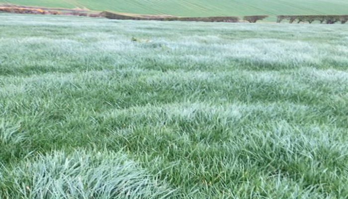 Grass on Gareth Peoples farm