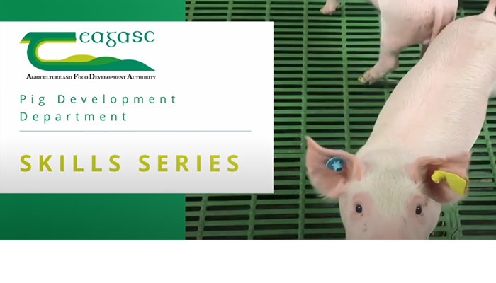 Teagasc Pig Development Department Skills Series - Artificial Insemination