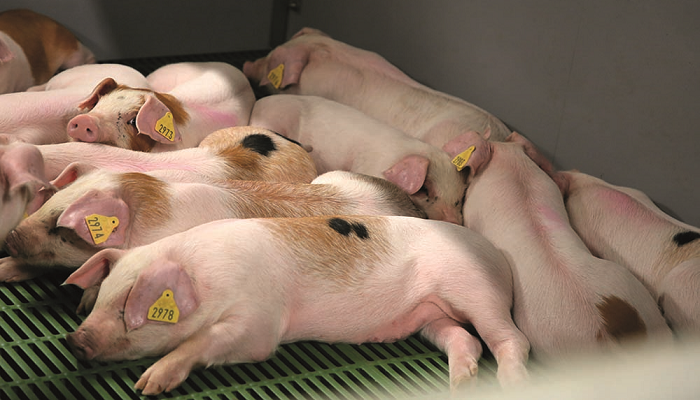 Gene editing: The next leap in pig production efficiency?