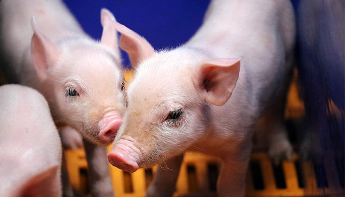 EU Pig Poster - Precision Production