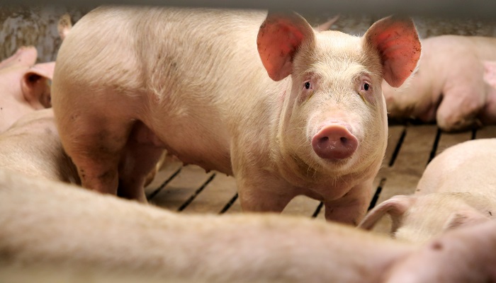 Focus on sow replacement rate
