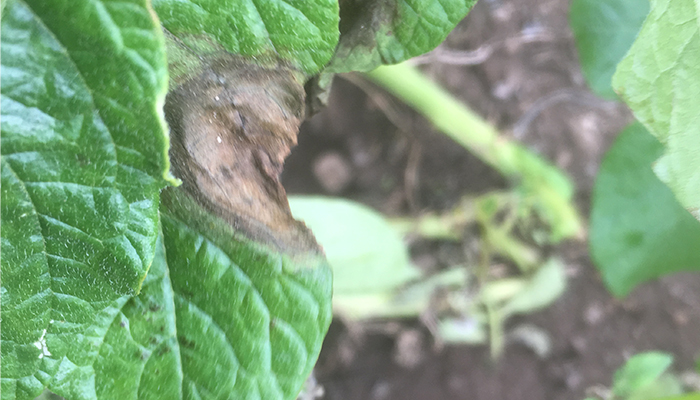 Controlling fungicide resistance to late blight