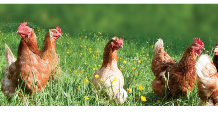 Organic Poultry