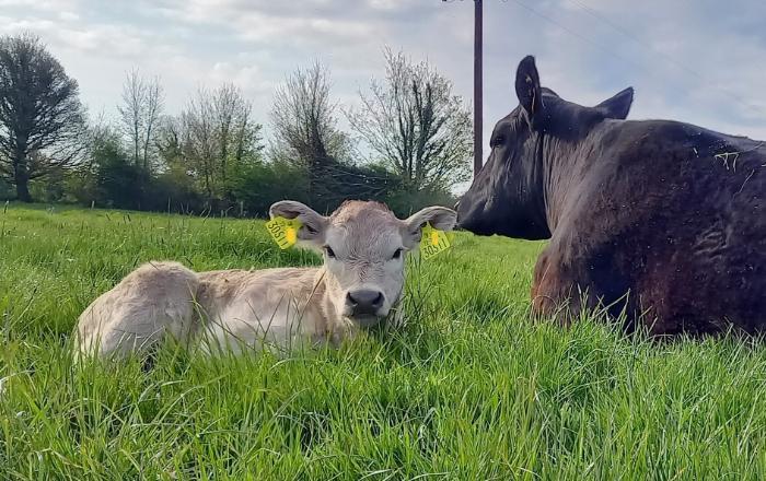 Getting ready for the calving season