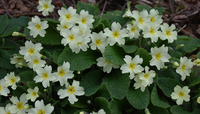 Growing Wild - willow, primrose and lady's smock