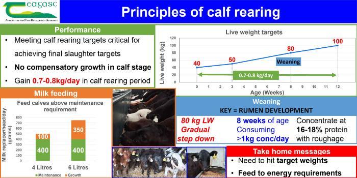 Principles of calf rearing