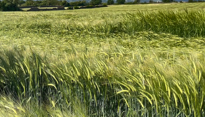 Crop Outlook: Winter crops, spring beans and potatoes