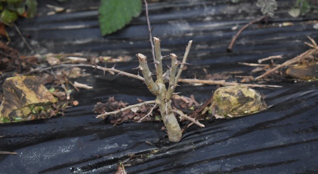Prune each year to get layered growth,