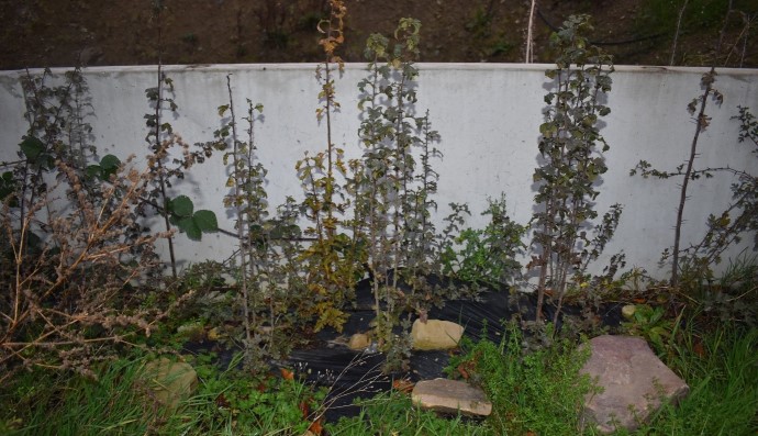 Pruning and Compostable film in Topped hedge