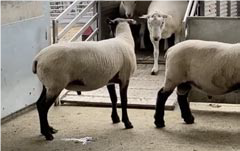 Quarantine procedures for sheep coming onto the farm