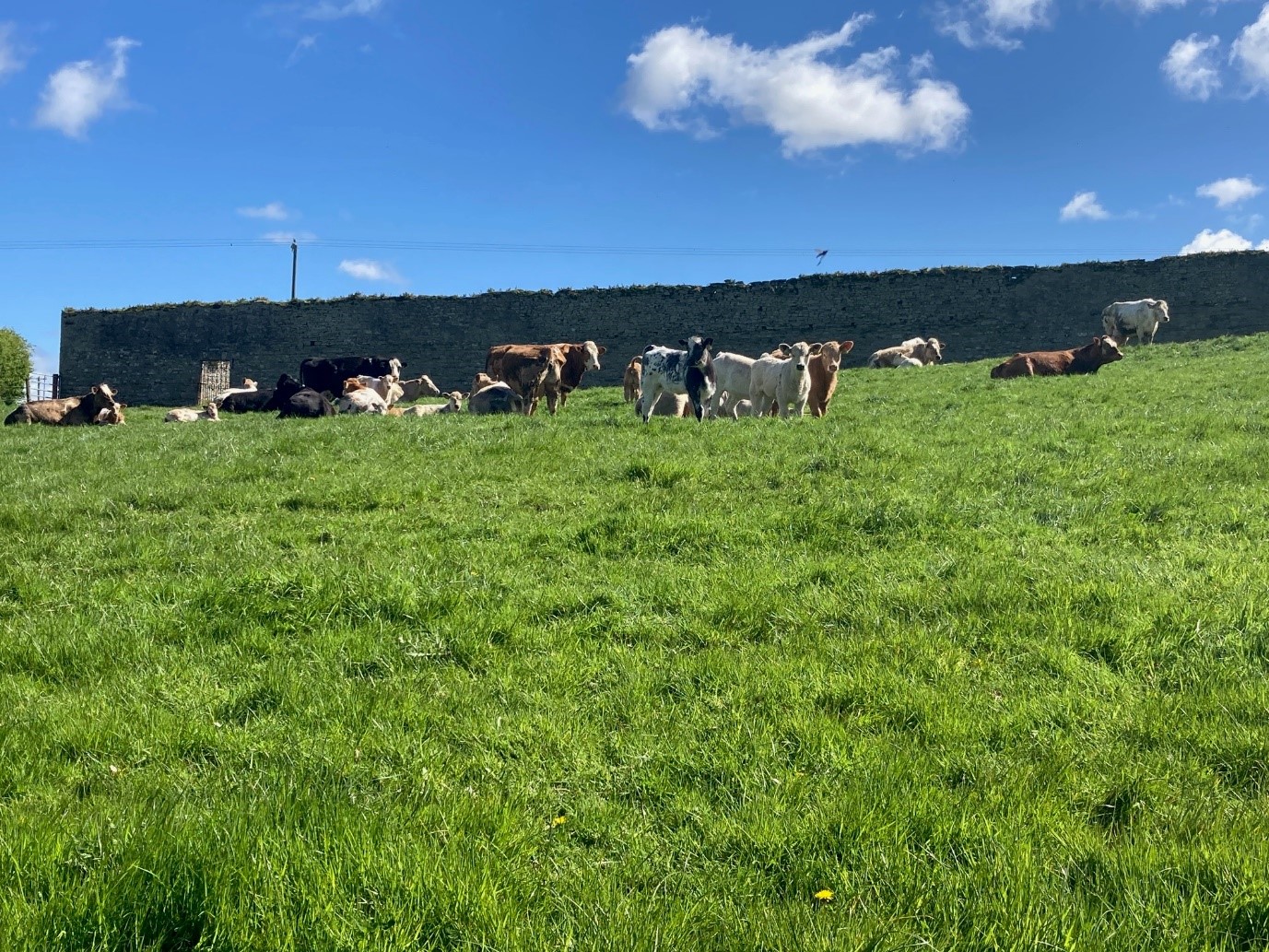 Cows and calves grazing on the farm