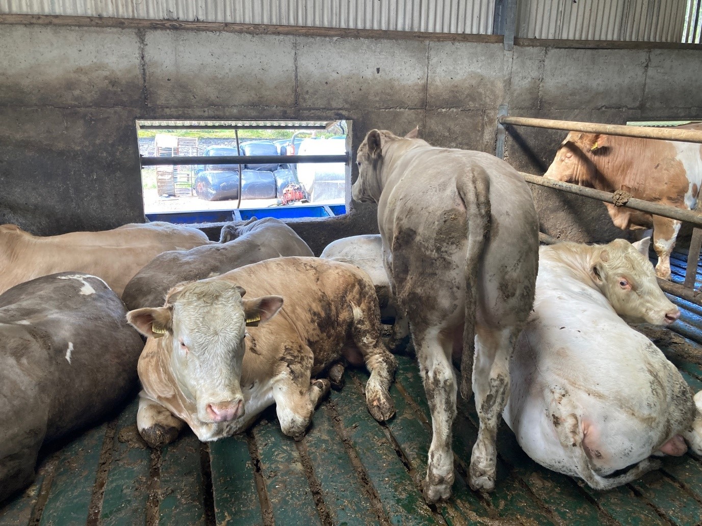 Finishing bulls on the farm