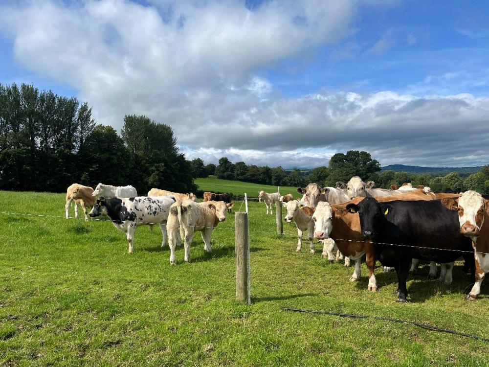 Cows and calves at grass