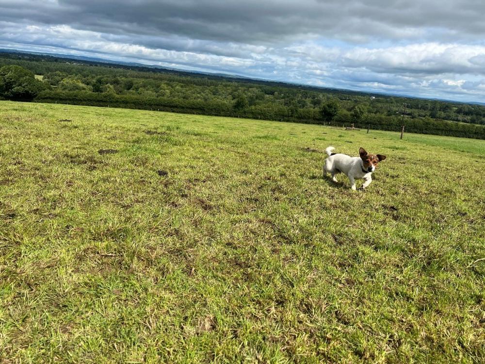 Graze outs
