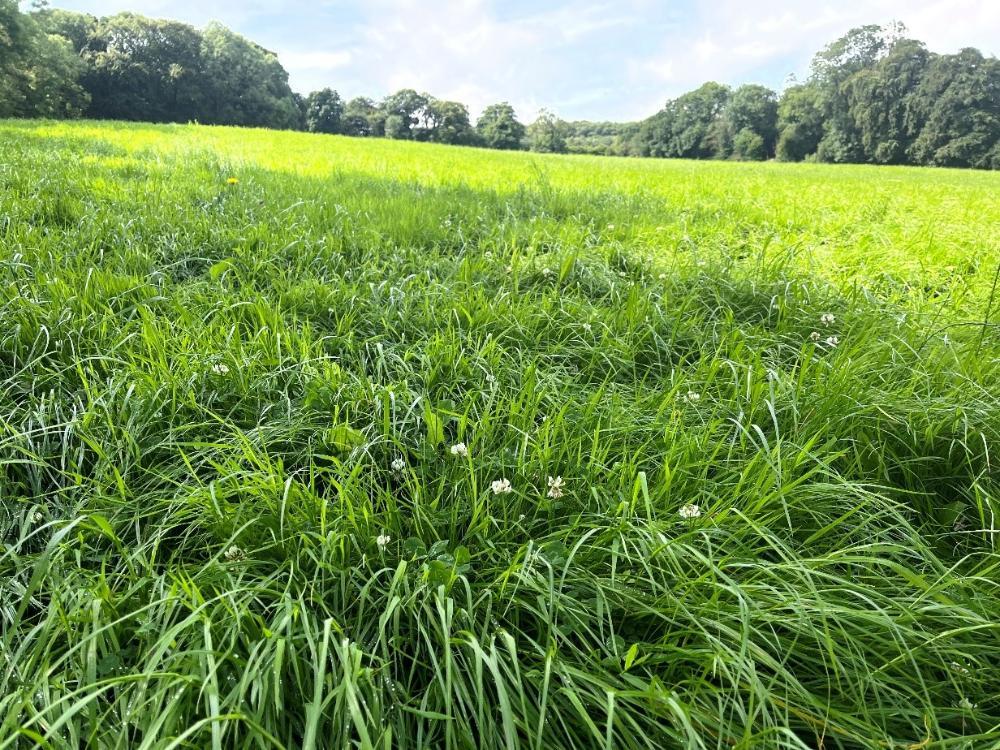 Silage field