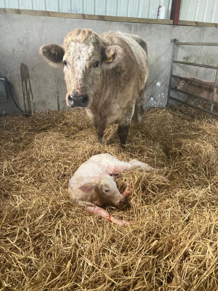 Newborn Charolais calf with cow