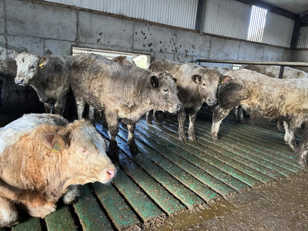 Spring born bulls for finishing