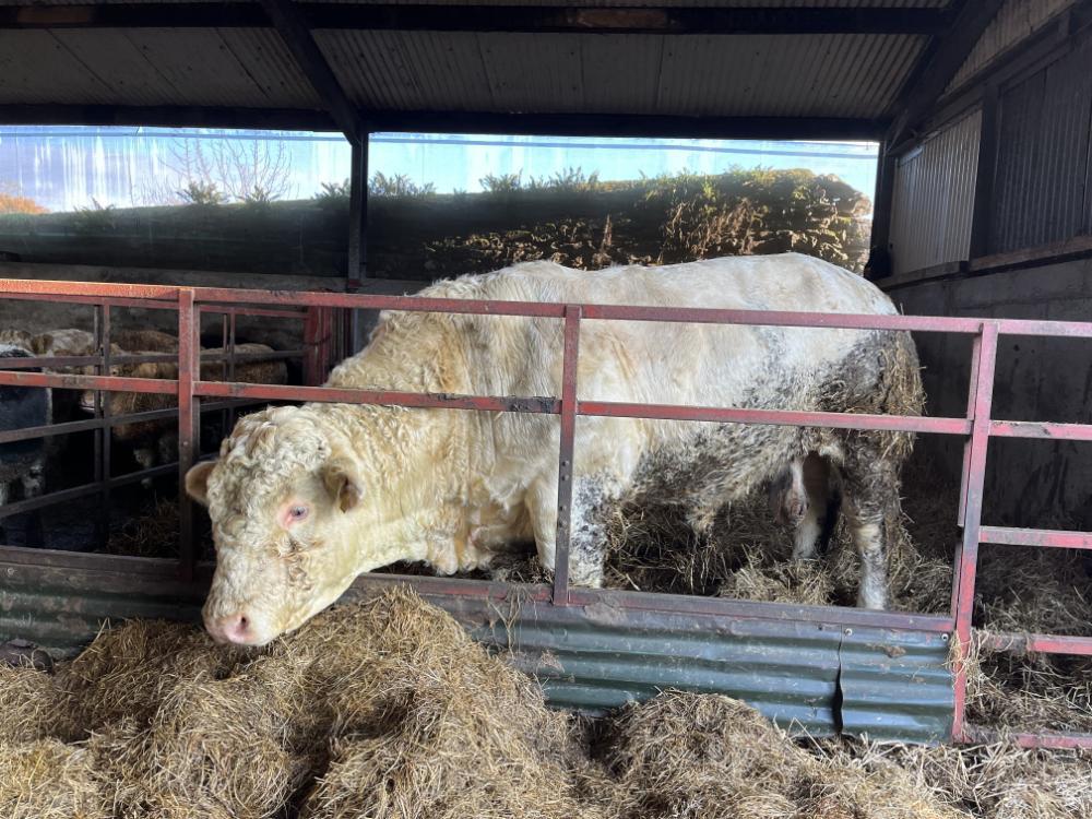 Charolais bull for the factory