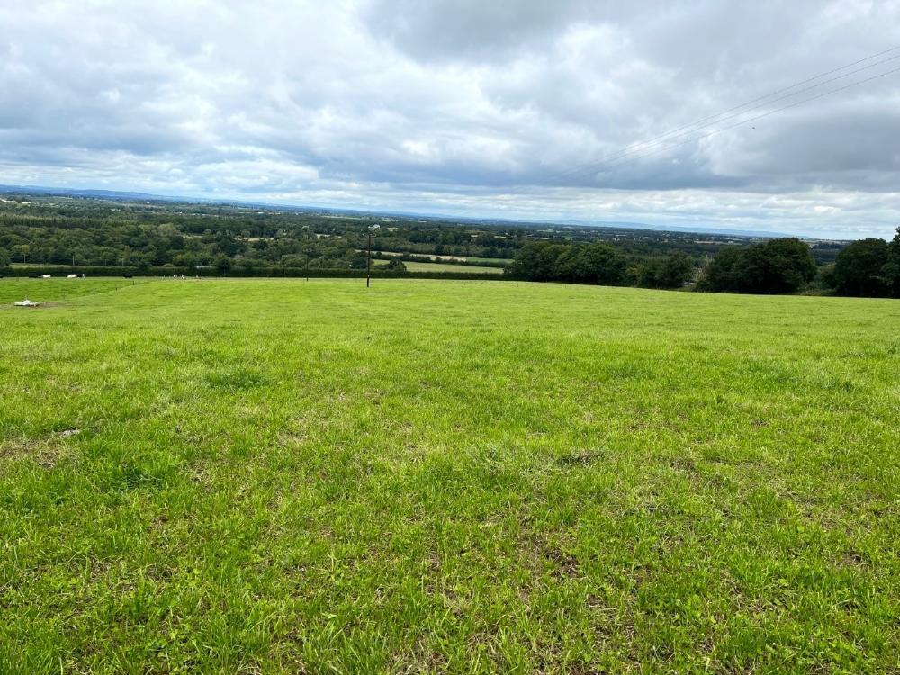 Reseeded grass field