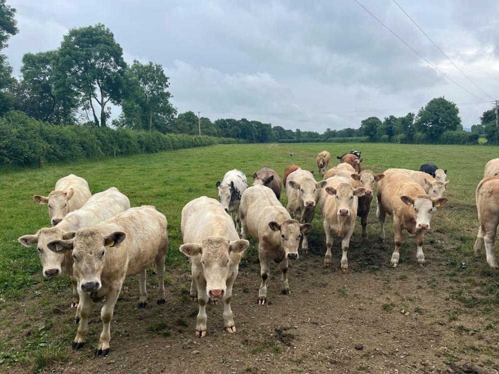 Store cattle at grass